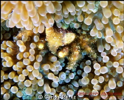 Yellow Anemone Crab...Did you see it?? by Carlos Pérez 